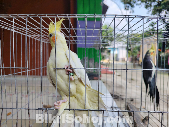 Cokatel bird